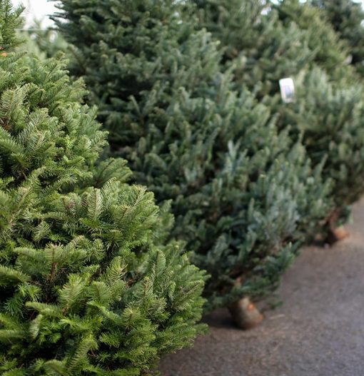 Shop Premium Christmas Tree Singapore Online Little Flower Hut