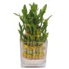 3 tier bamboo in clear vase