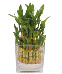 3 tier bamboo in clear vase
