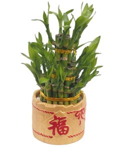 3 tier bamboo in gold pot