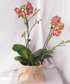 ORANGE MINI phalaenopsis orchids for sale