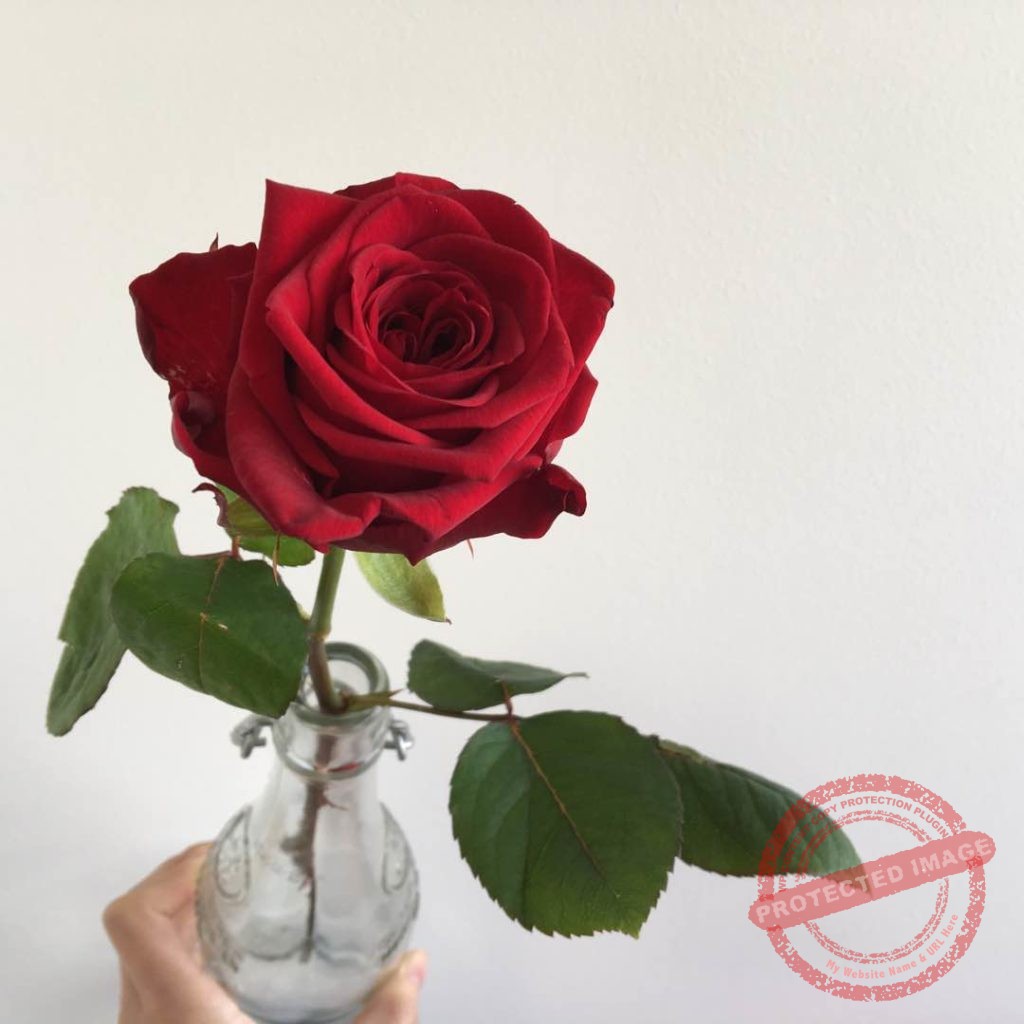 Order Premium Single Stalk Rose Singapore Little Flower Hut