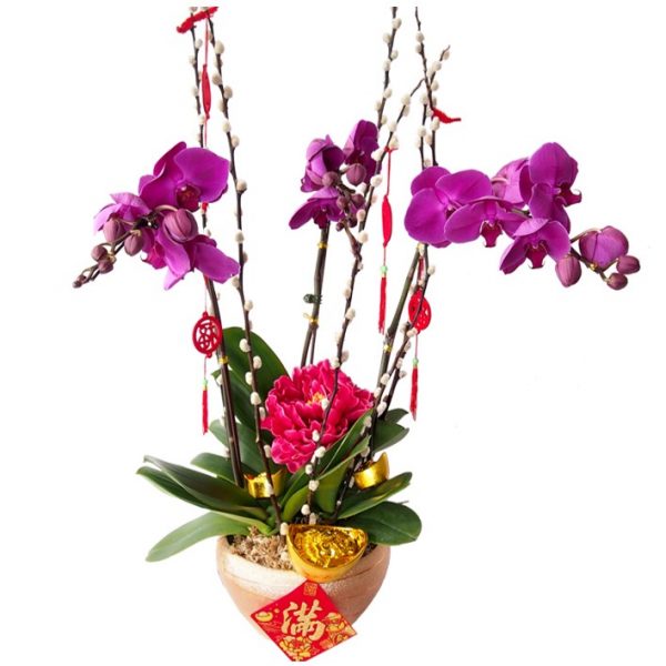 CNY309 运大 CNY PHALAENOPSIS ORCHID PLANT Little Flower Hut 1 Florist