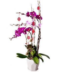 CNY-310 新月春节 CNY PHALAENOPSIS ORCHID PLANT