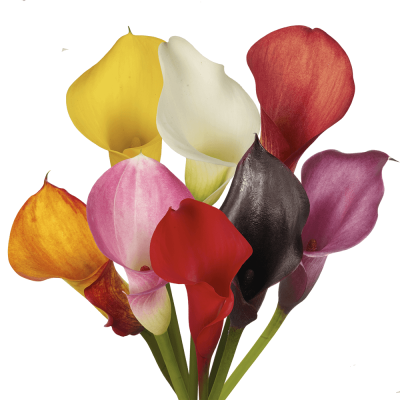 colourful calla lilies bouquet