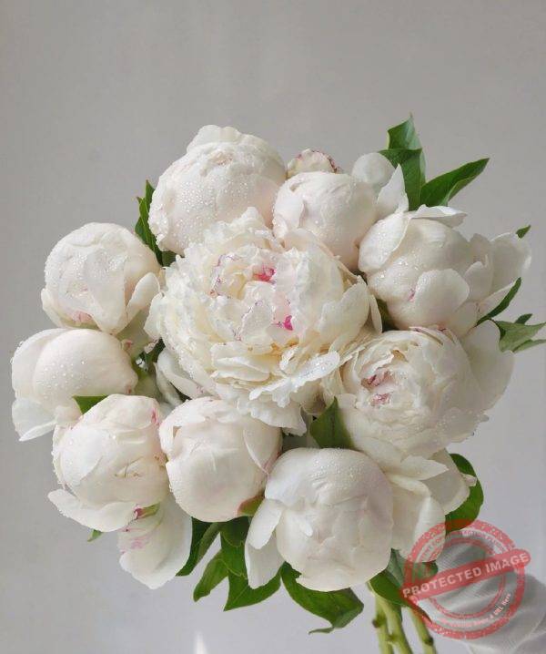 1Hr Peony Delivery Send a Peony Bouquet Fresh Peony Arrangement