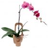 red phalaenopsis orchid