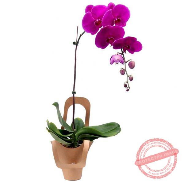 PO51 PHALAENOPSIS ORCHID Little Flower Hut 1 Singapore Online Florist