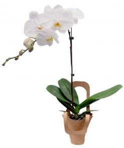 white orchid plant delivery