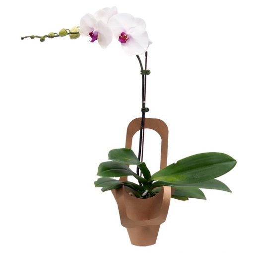 white centre pink PO-48 PHALAENOPSIS ORCHID
