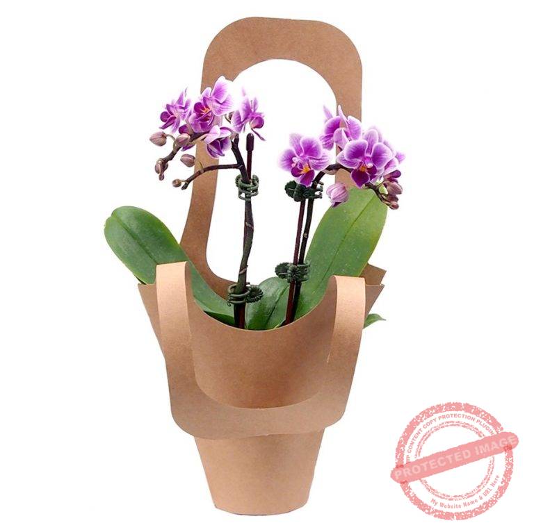 PO46 MINI PHALAENOPSIS ORCHID Little Flower Hut 1 Singapore Online