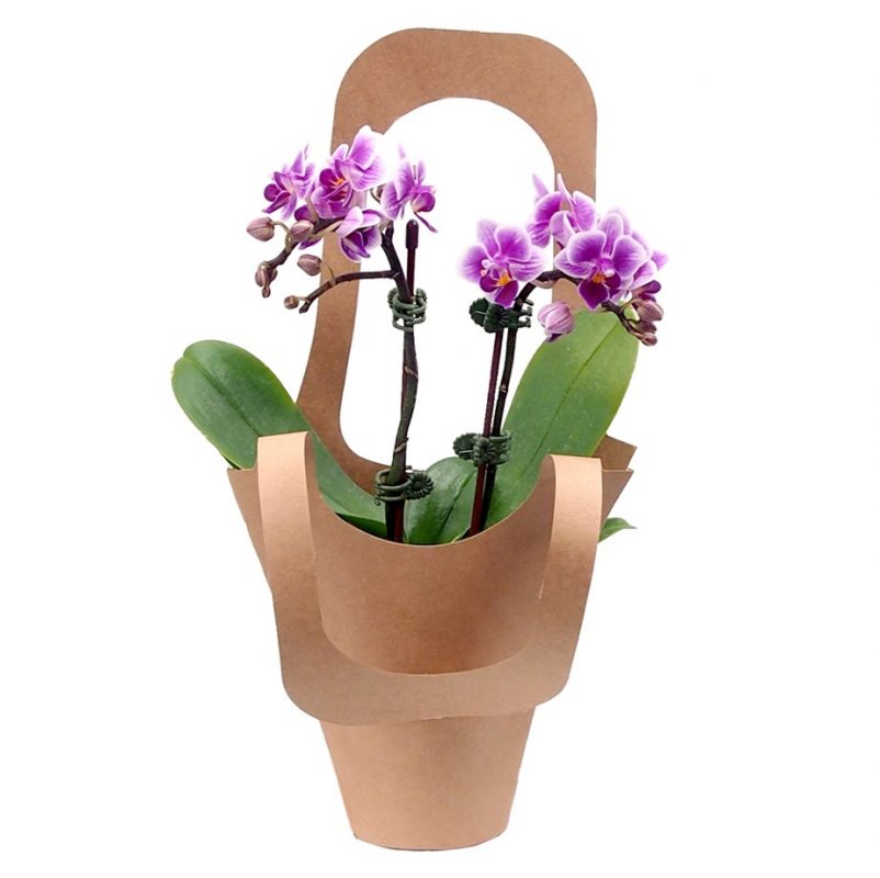 po-46-mini-phalaenopsis-orchid-little-flower-hut-1-singapore-online