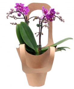 purple phalaenopsis plant singapore