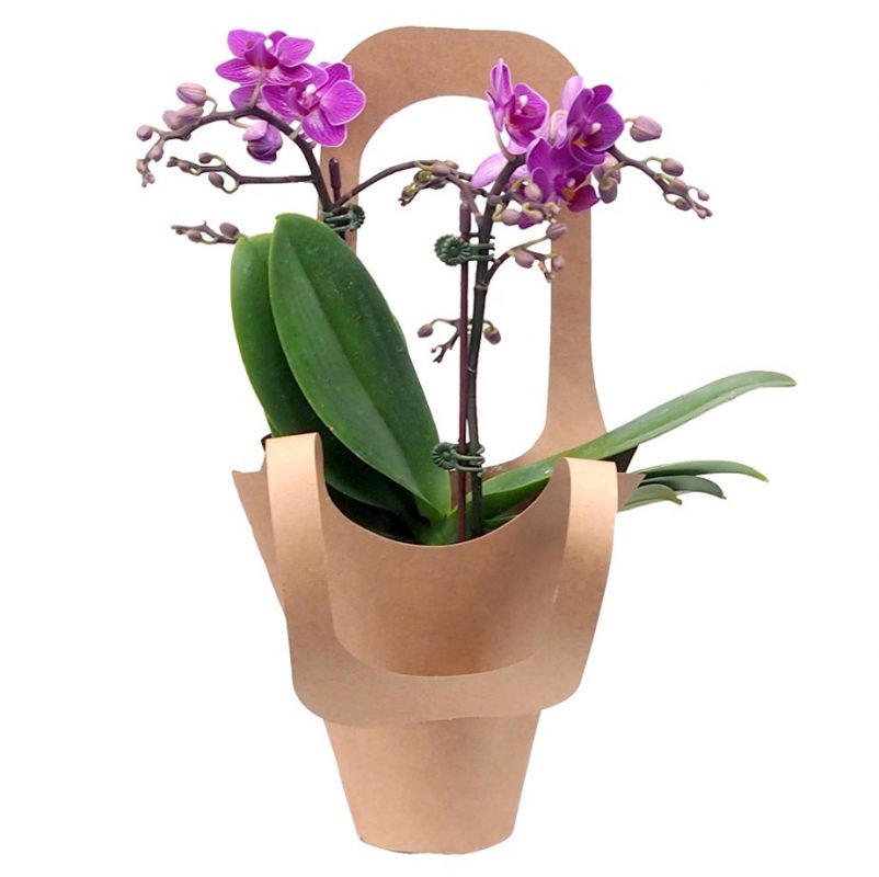 PO-44 MINI PHALAENOPSIS ORCHID - Little Flower Hut #1 Florist Online