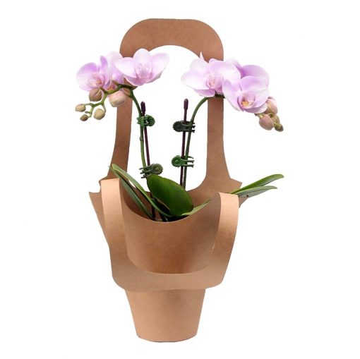 light pink mini orchid plant