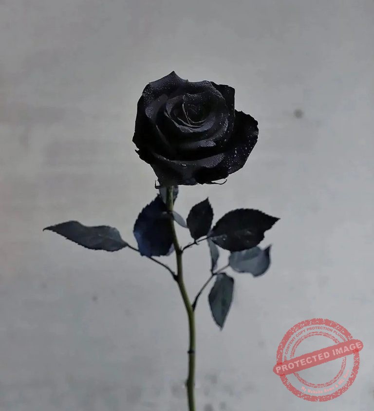 Super Black Roses and Flowers Delivery Black Rose Bouquet Delivery