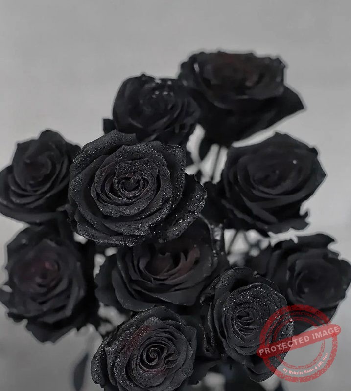 Super Black Roses and Flowers Delivery Black Rose Bouquet Delivery