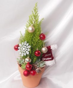 Cupressus Christmas tree plant