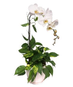 live phalaenopsis with money plant