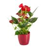 anthurium plant for chinese new year