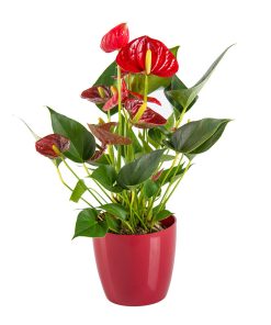anthurium plant for chinese new year