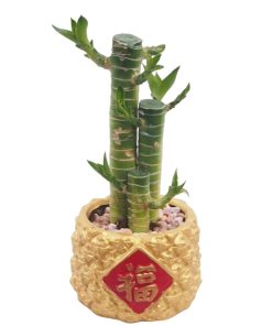 buy bamboo plant 2