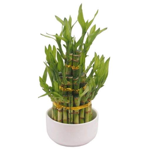 buy bamboo plant