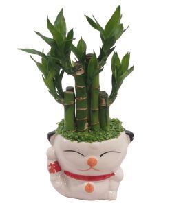 buy bamboo plant 8