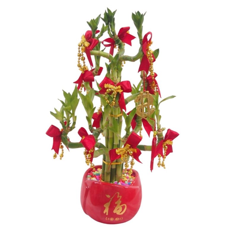 CNY809 Money Tree Bamboo Plant Little Flower Hut 1 Singapore Online
