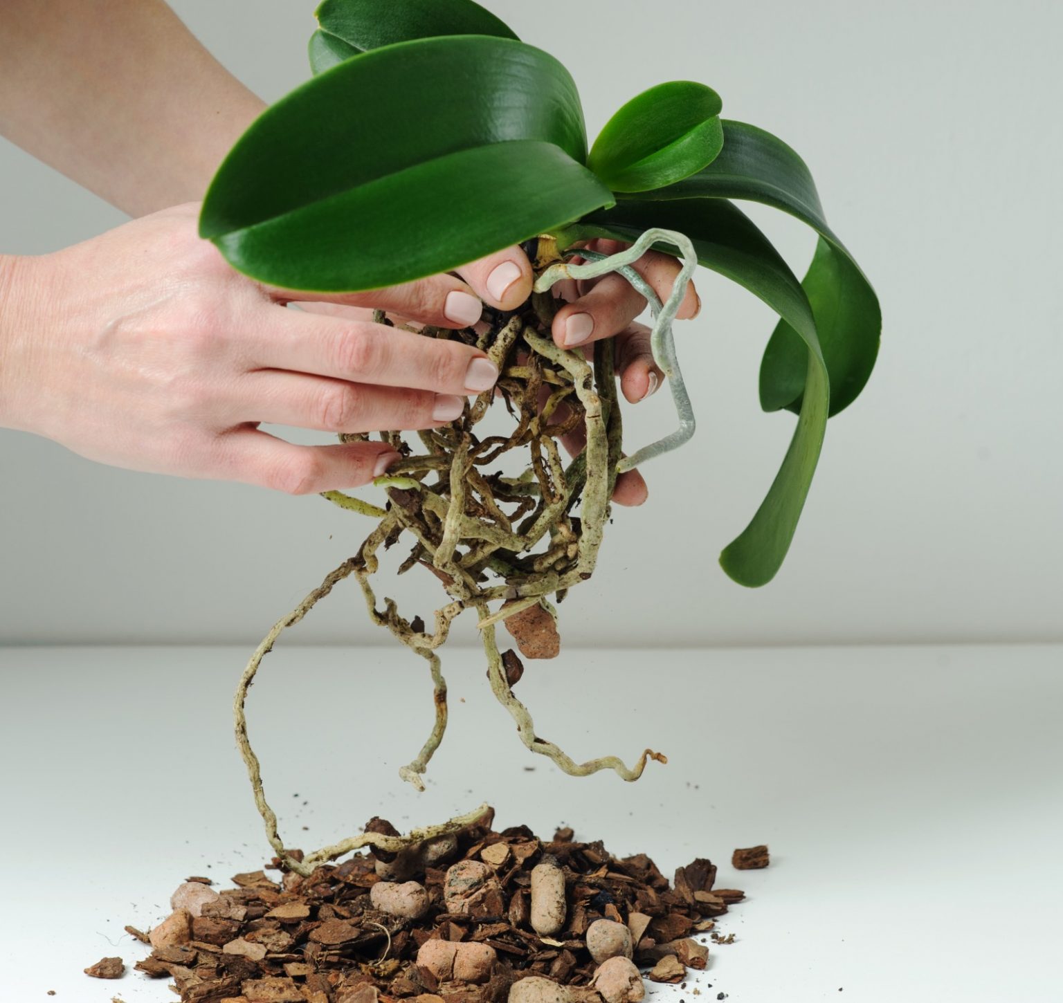 potting orchid plant care Singapore