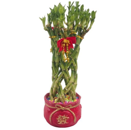 Lucky Bamboo Braided Tower plant