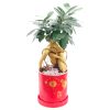 CNY-817 Golden Root chinese new year plant Singapore