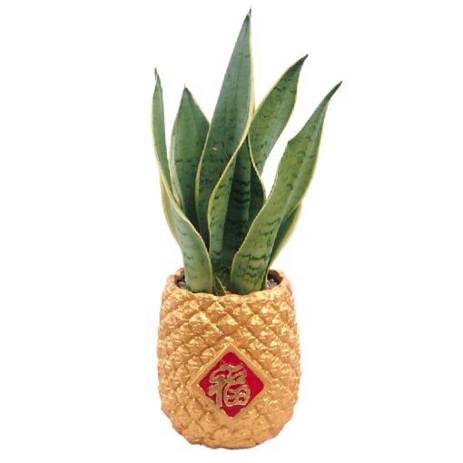 CNY-816 Pineapple Sansevieria chinese new year plant Singapore
