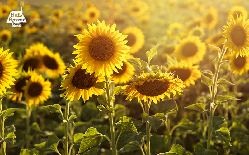 A Sunflower field