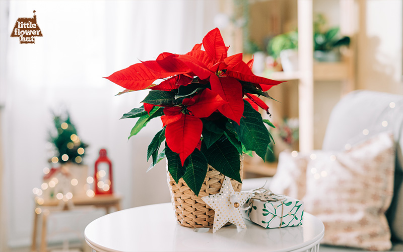 A vase of poinsettias