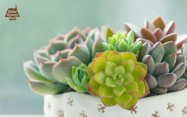 Little Flower Hut succulent plant in a white pot