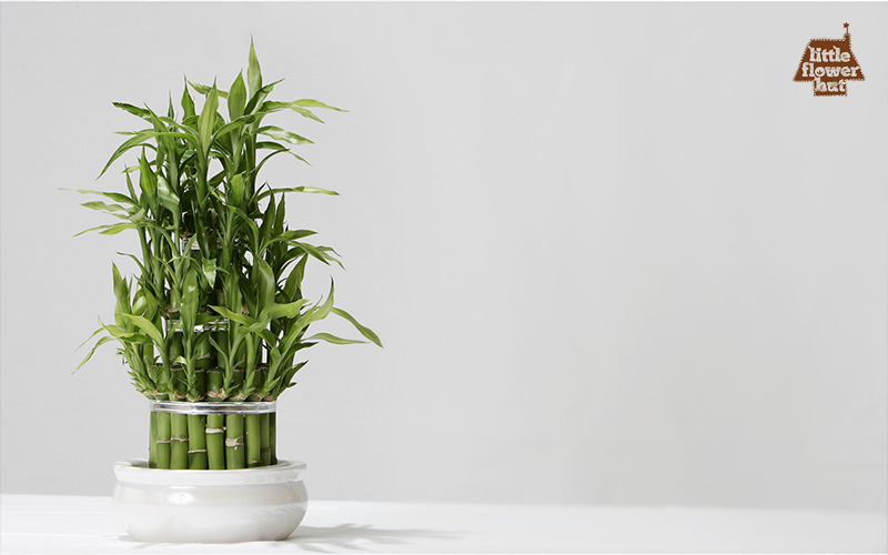 Lucky bamboo plant for Chinese New Year