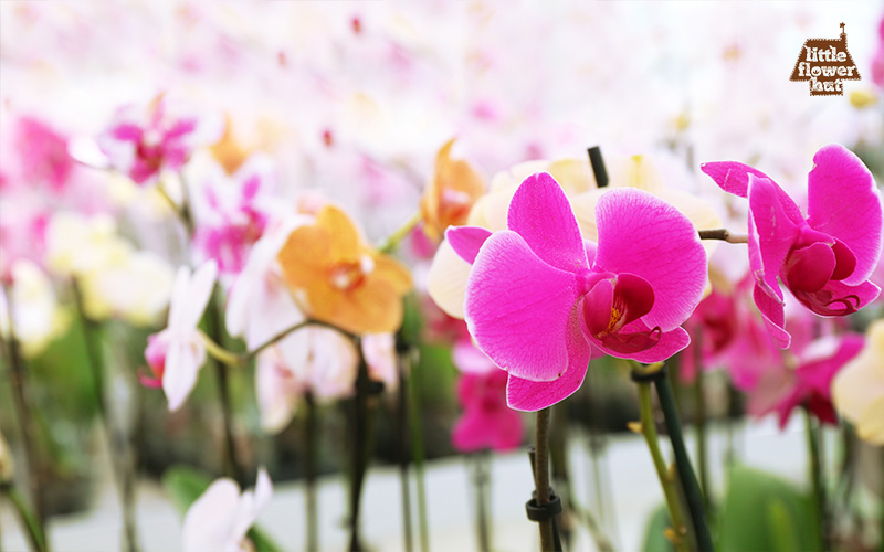 Orchid flowers for Chinese New Year 