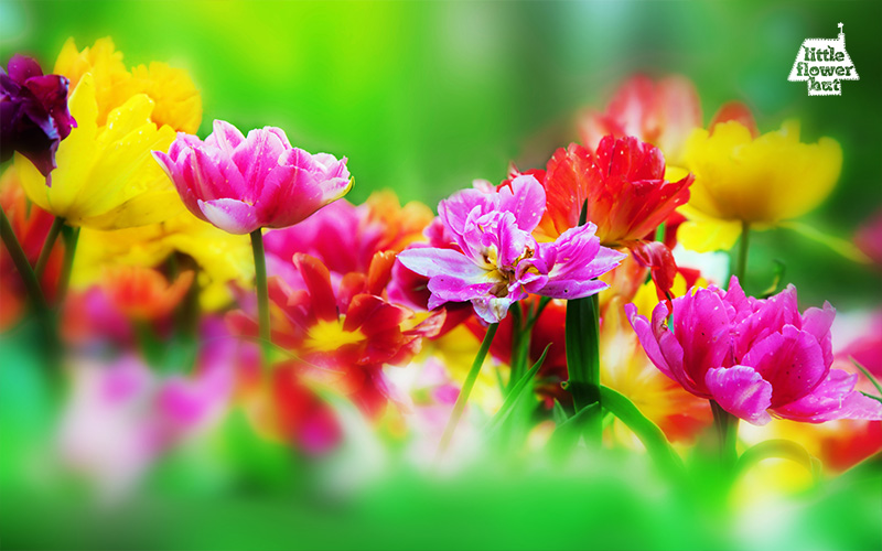 Vibrantly coloured blooms