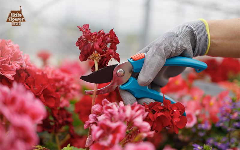 A hand with a glove removing wilting flowers using a pruning shear