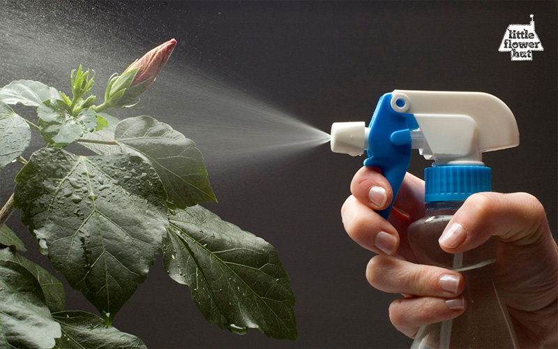 Hand sprayer misting flower bud with lukewarm water
