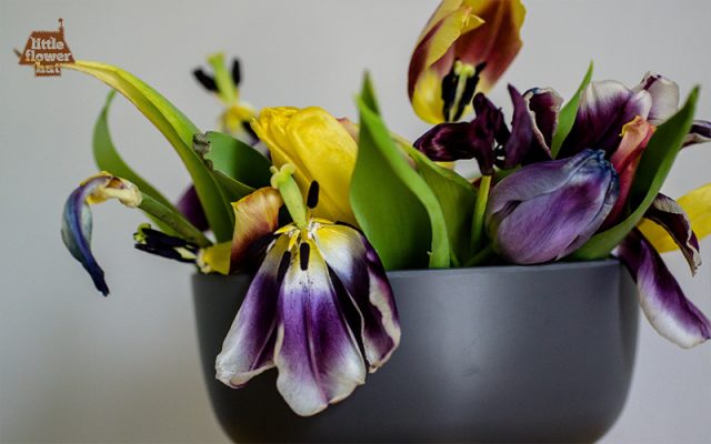 Purple and yellow flowers wilting