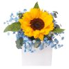 Box-41 Love Supreme sunflower blue baby breath flower box