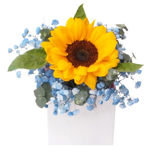 Box-41 Love Supreme sunflower blue baby breath flower box