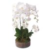PO-55 White PHALAENOPSIS ORCHID (5s)