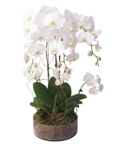 PO-55 White PHALAENOPSIS ORCHID (5s)