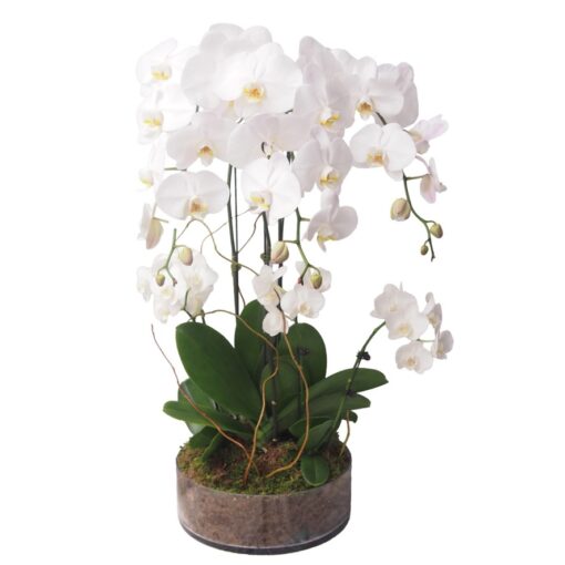 PO-55 White PHALAENOPSIS ORCHID (5s)