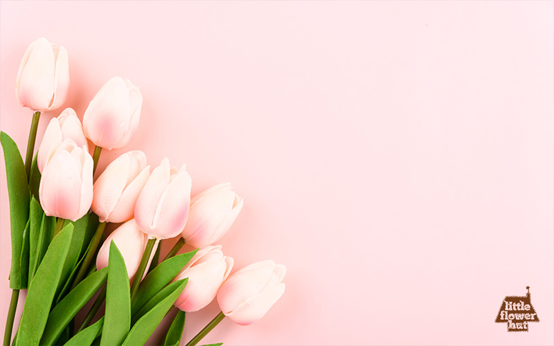 Pink tulips with pink background