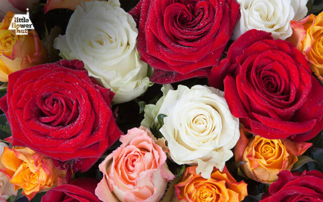 Roses in different colours