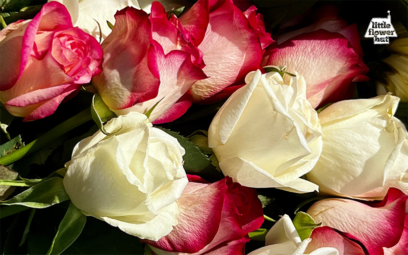 White and pink roses